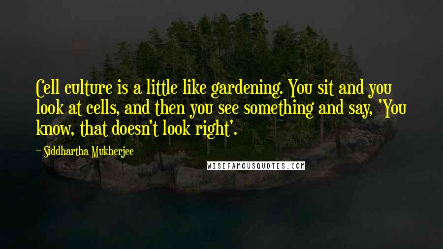 Siddhartha Mukherjee Quotes: Cell culture is a little like gardening. You sit and you look at cells, and then you see something and say, 'You know, that doesn't look right'.