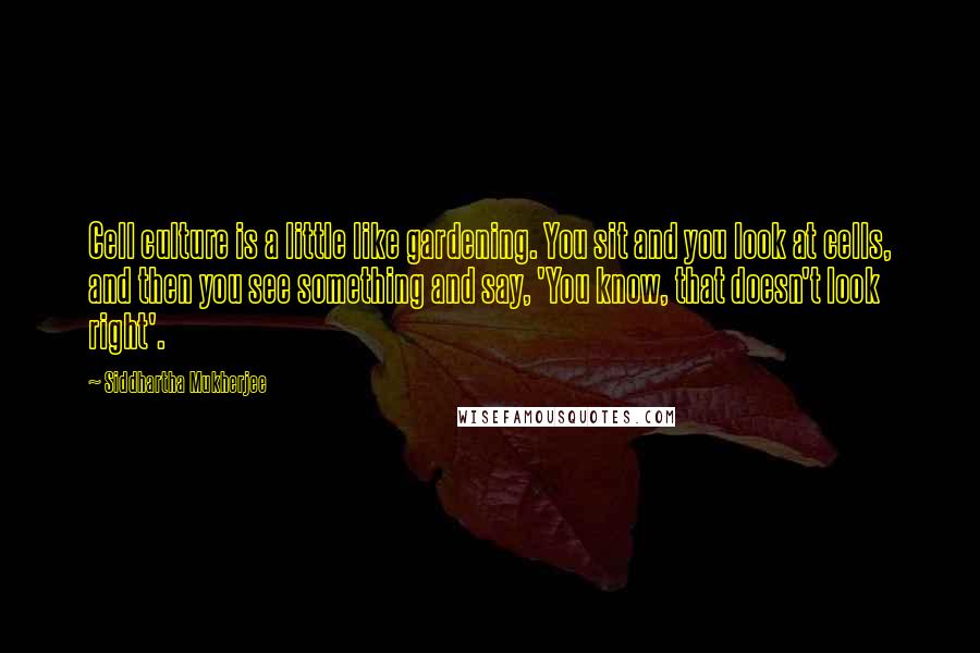 Siddhartha Mukherjee Quotes: Cell culture is a little like gardening. You sit and you look at cells, and then you see something and say, 'You know, that doesn't look right'.