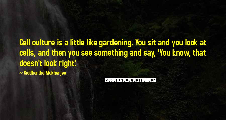 Siddhartha Mukherjee Quotes: Cell culture is a little like gardening. You sit and you look at cells, and then you see something and say, 'You know, that doesn't look right'.