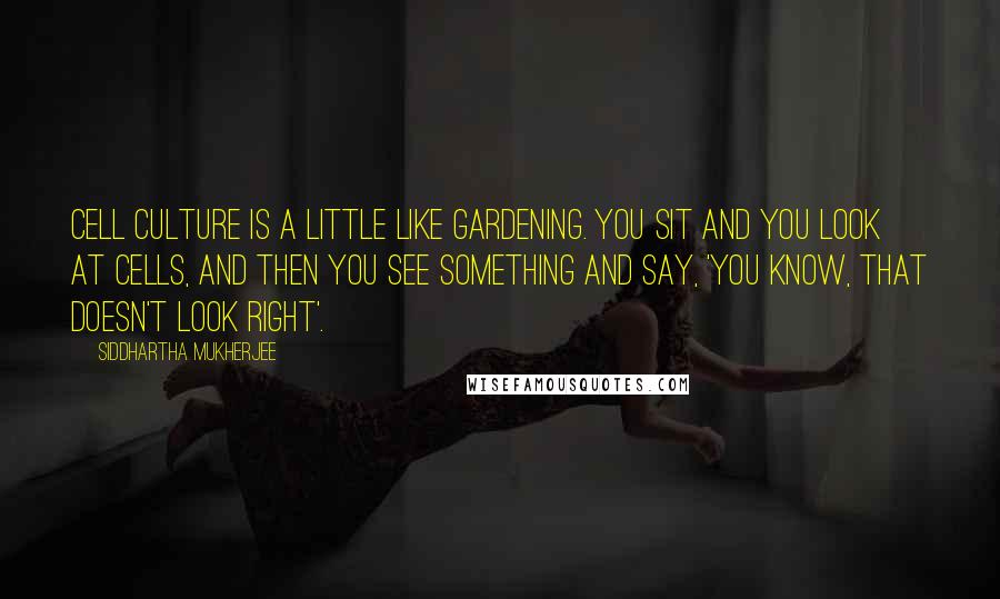 Siddhartha Mukherjee Quotes: Cell culture is a little like gardening. You sit and you look at cells, and then you see something and say, 'You know, that doesn't look right'.