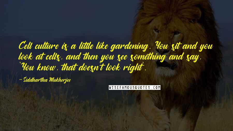 Siddhartha Mukherjee Quotes: Cell culture is a little like gardening. You sit and you look at cells, and then you see something and say, 'You know, that doesn't look right'.