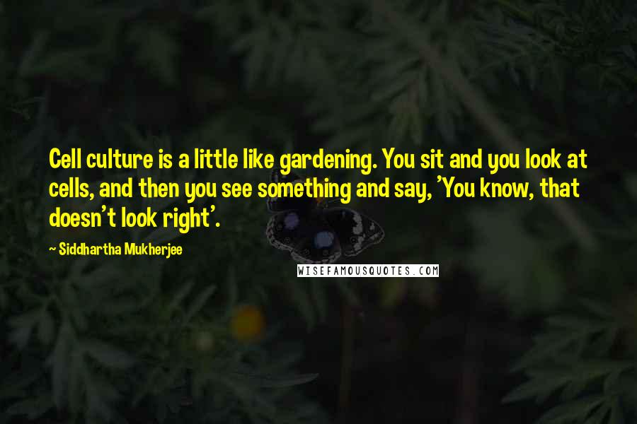 Siddhartha Mukherjee Quotes: Cell culture is a little like gardening. You sit and you look at cells, and then you see something and say, 'You know, that doesn't look right'.