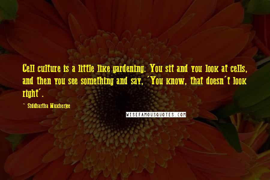 Siddhartha Mukherjee Quotes: Cell culture is a little like gardening. You sit and you look at cells, and then you see something and say, 'You know, that doesn't look right'.