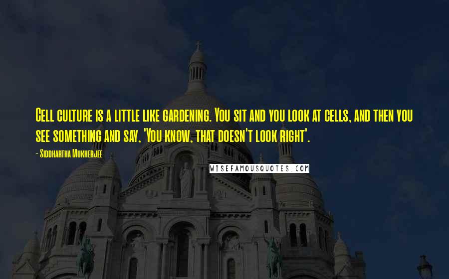 Siddhartha Mukherjee Quotes: Cell culture is a little like gardening. You sit and you look at cells, and then you see something and say, 'You know, that doesn't look right'.