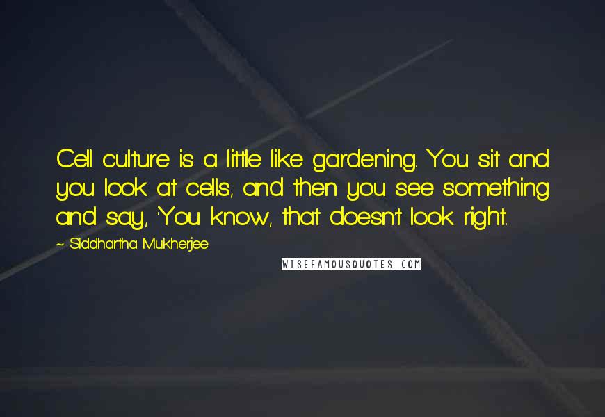 Siddhartha Mukherjee Quotes: Cell culture is a little like gardening. You sit and you look at cells, and then you see something and say, 'You know, that doesn't look right'.