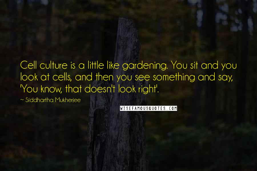 Siddhartha Mukherjee Quotes: Cell culture is a little like gardening. You sit and you look at cells, and then you see something and say, 'You know, that doesn't look right'.
