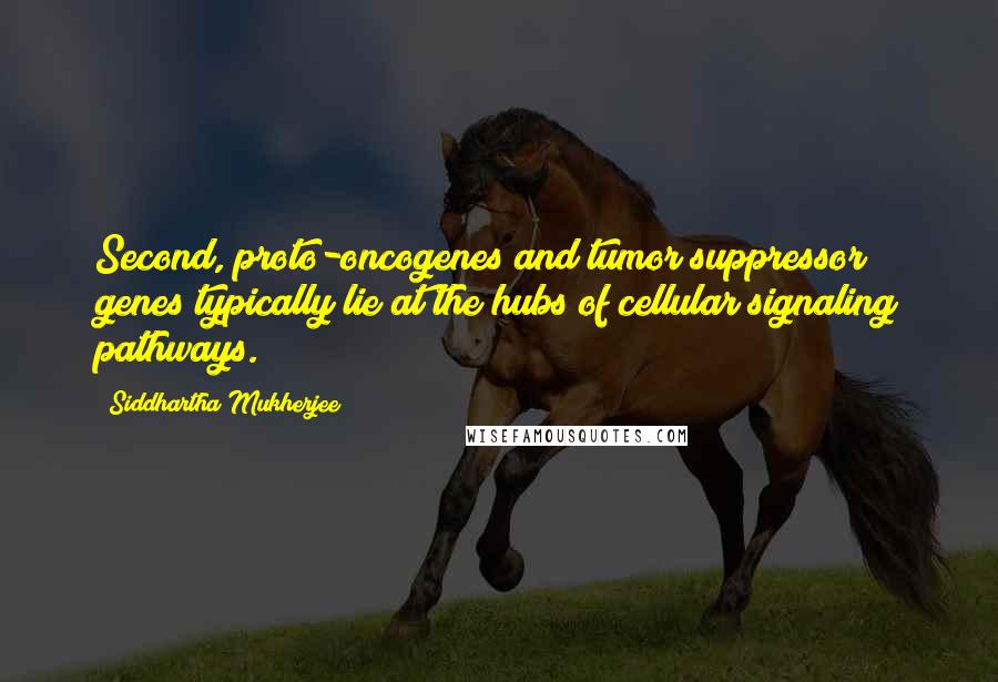 Siddhartha Mukherjee Quotes: Second, proto-oncogenes and tumor suppressor genes typically lie at the hubs of cellular signaling pathways.