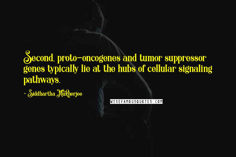 Siddhartha Mukherjee Quotes: Second, proto-oncogenes and tumor suppressor genes typically lie at the hubs of cellular signaling pathways.