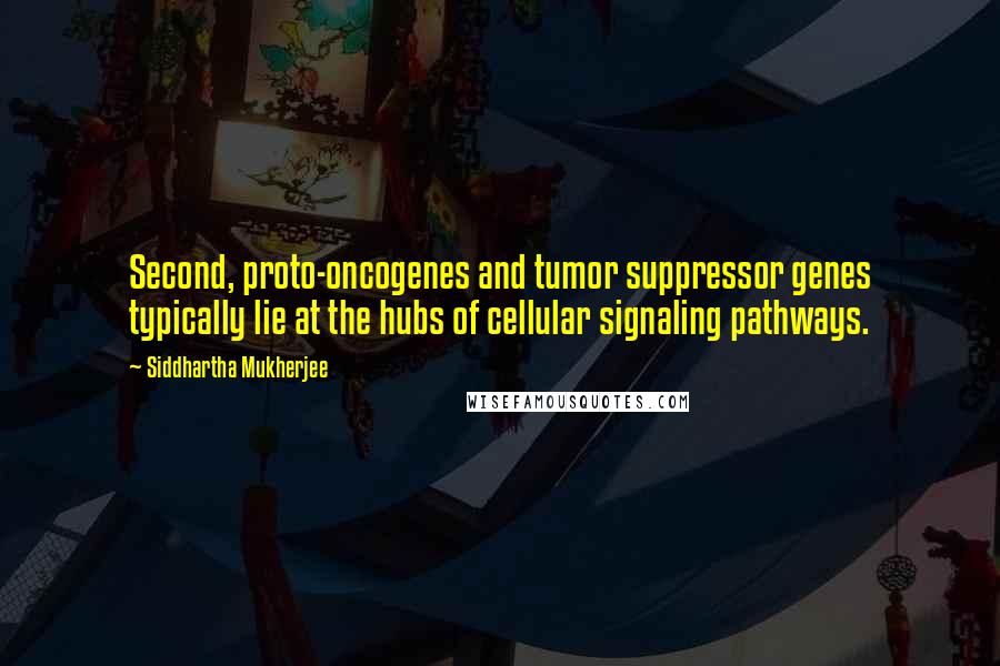 Siddhartha Mukherjee Quotes: Second, proto-oncogenes and tumor suppressor genes typically lie at the hubs of cellular signaling pathways.