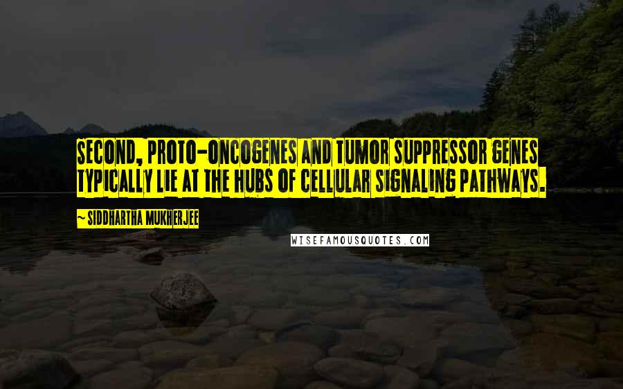 Siddhartha Mukherjee Quotes: Second, proto-oncogenes and tumor suppressor genes typically lie at the hubs of cellular signaling pathways.