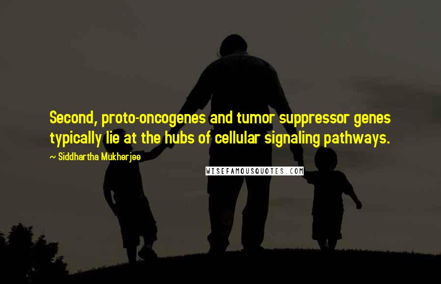 Siddhartha Mukherjee Quotes: Second, proto-oncogenes and tumor suppressor genes typically lie at the hubs of cellular signaling pathways.