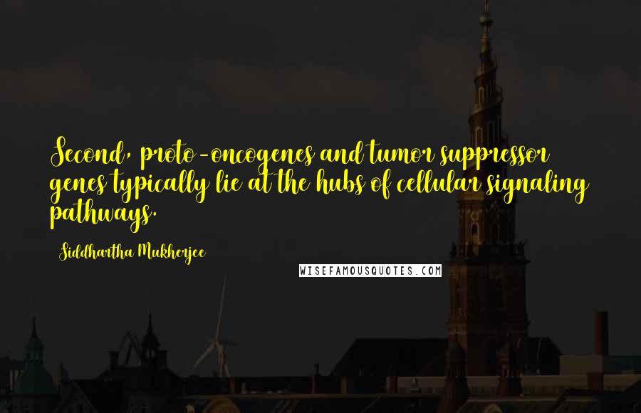 Siddhartha Mukherjee Quotes: Second, proto-oncogenes and tumor suppressor genes typically lie at the hubs of cellular signaling pathways.