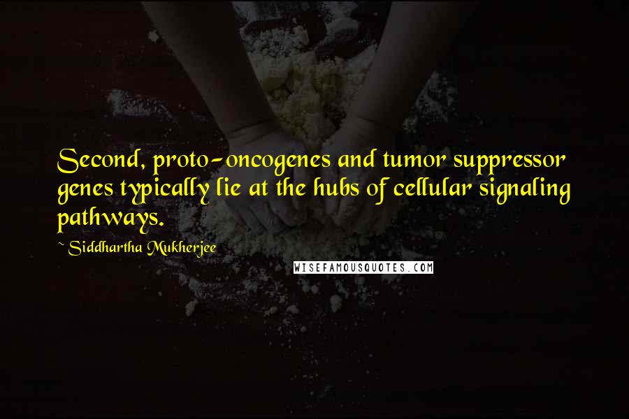 Siddhartha Mukherjee Quotes: Second, proto-oncogenes and tumor suppressor genes typically lie at the hubs of cellular signaling pathways.