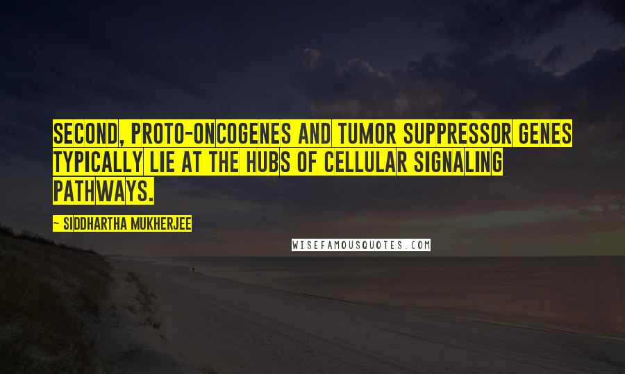 Siddhartha Mukherjee Quotes: Second, proto-oncogenes and tumor suppressor genes typically lie at the hubs of cellular signaling pathways.