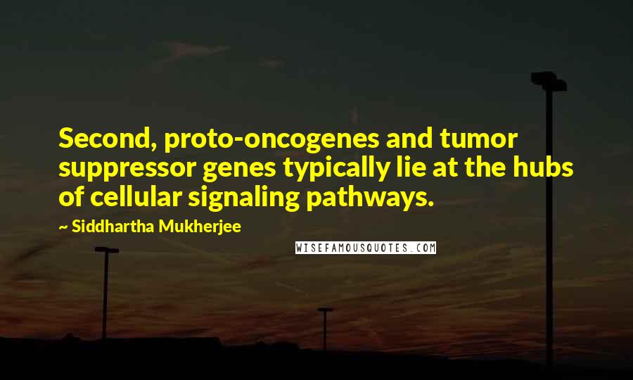 Siddhartha Mukherjee Quotes: Second, proto-oncogenes and tumor suppressor genes typically lie at the hubs of cellular signaling pathways.