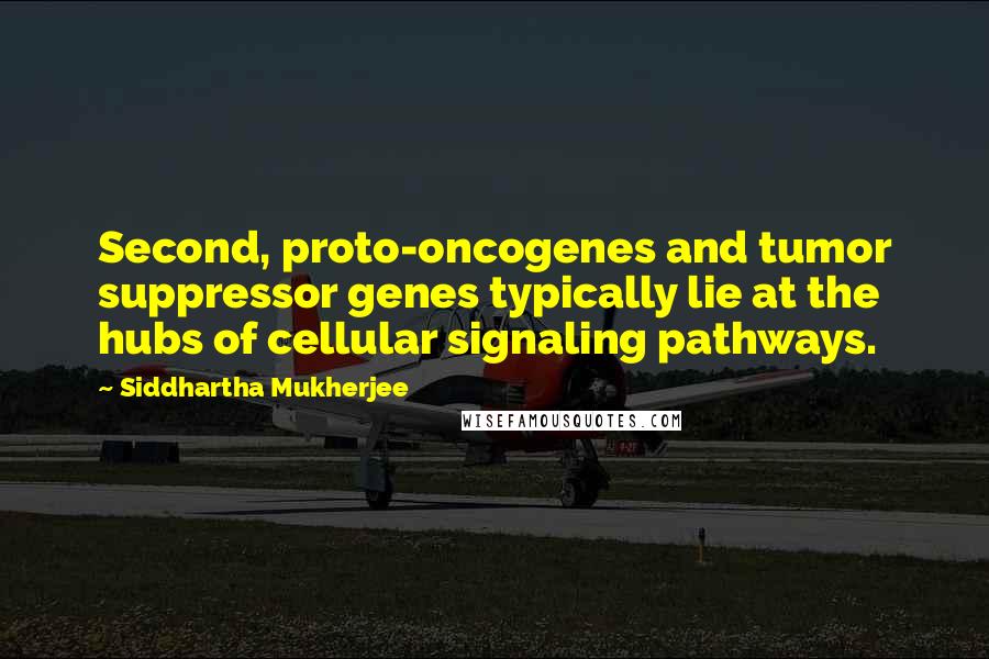 Siddhartha Mukherjee Quotes: Second, proto-oncogenes and tumor suppressor genes typically lie at the hubs of cellular signaling pathways.