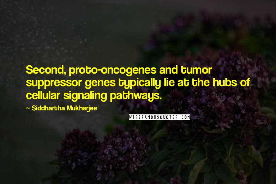 Siddhartha Mukherjee Quotes: Second, proto-oncogenes and tumor suppressor genes typically lie at the hubs of cellular signaling pathways.