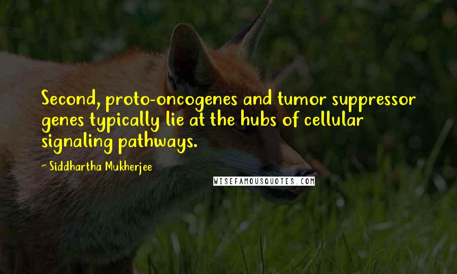 Siddhartha Mukherjee Quotes: Second, proto-oncogenes and tumor suppressor genes typically lie at the hubs of cellular signaling pathways.