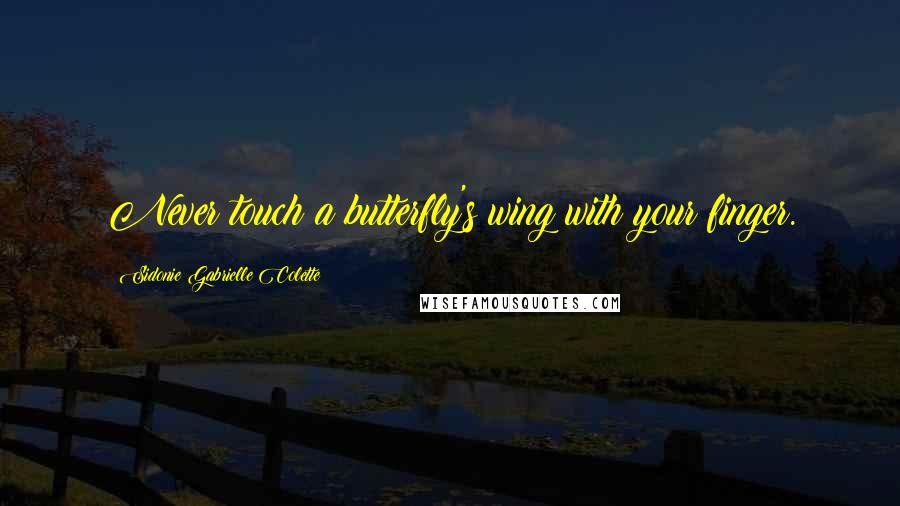 Sidonie Gabrielle Colette Quotes: Never touch a butterfly's wing with your finger.