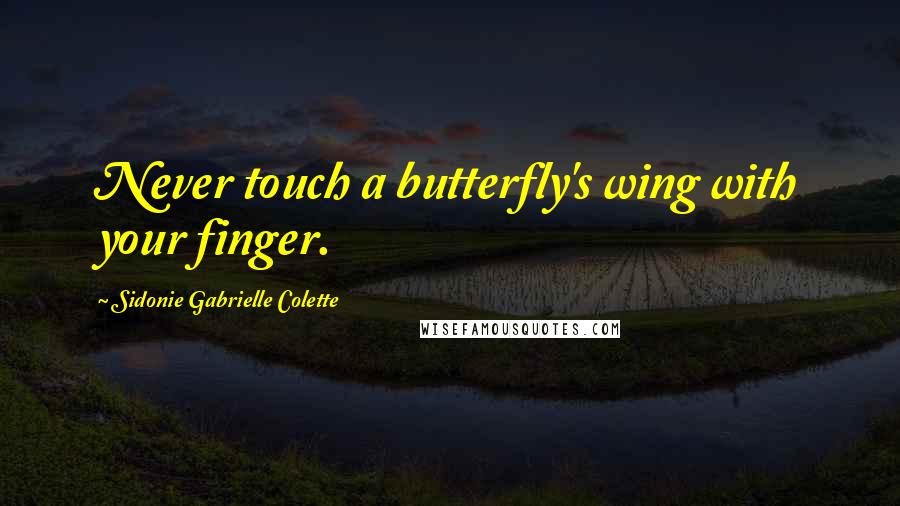 Sidonie Gabrielle Colette Quotes: Never touch a butterfly's wing with your finger.
