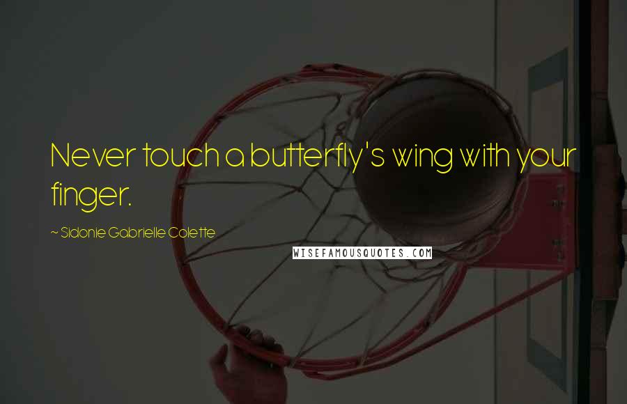 Sidonie Gabrielle Colette Quotes: Never touch a butterfly's wing with your finger.