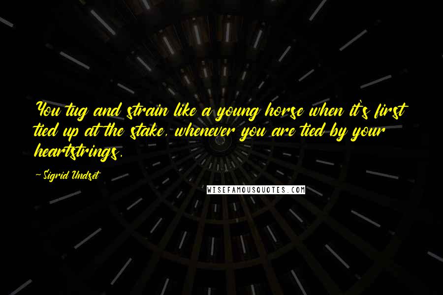 Sigrid Undset Quotes: You tug and strain like a young horse when it's first tied up at the stake, whenever you are tied by your heartstrings.