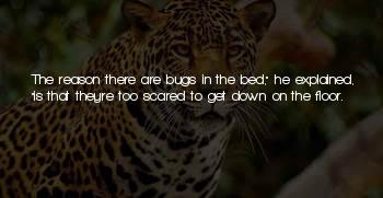 Bed Bugs Quotes