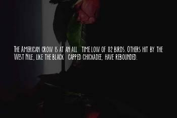 Chickadee Bird Quotes