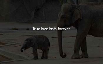 True Love Lasts Forever Quotes