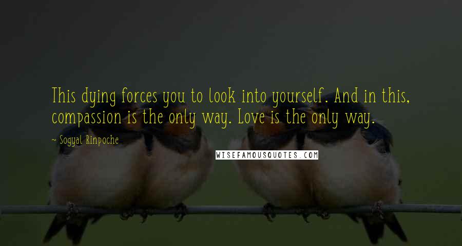 Sogyal Rinpoche Quotes: This dying forces you to look into yourself. And in this, compassion is the only way. Love is the only way.