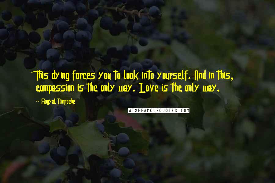 Sogyal Rinpoche Quotes: This dying forces you to look into yourself. And in this, compassion is the only way. Love is the only way.