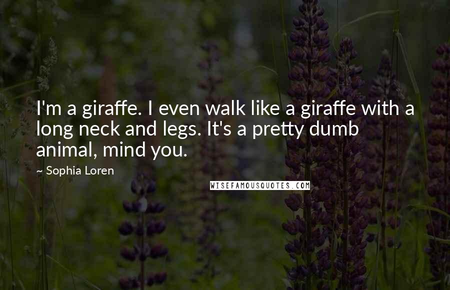 Sophia Loren Quotes: I'm a giraffe. I even walk like a giraffe with a long neck and legs. It's a pretty dumb animal, mind you.