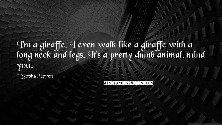 Sophia Loren Quotes: I'm a giraffe. I even walk like a giraffe with a long neck and legs. It's a pretty dumb animal, mind you.