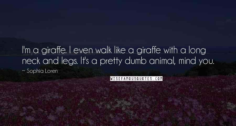 Sophia Loren Quotes: I'm a giraffe. I even walk like a giraffe with a long neck and legs. It's a pretty dumb animal, mind you.