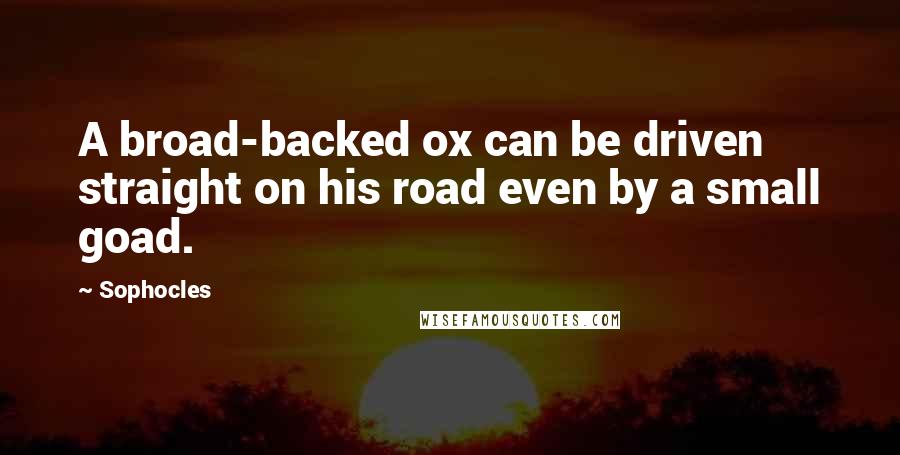 Sophocles Quotes: A broad-backed ox can be driven straight on his road even by a small goad.