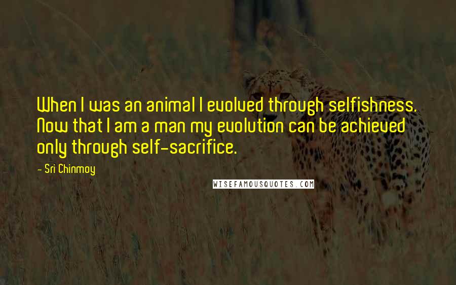 Sri Chinmoy Quotes: When I was an animal I evolved through selfishness. Now that I am a man my evolution can be achieved only through self-sacrifice.