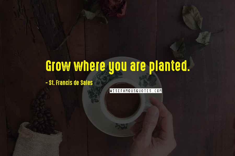 St. Francis De Sales Quotes: Grow where you are planted.