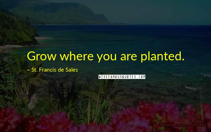 St. Francis De Sales Quotes: Grow where you are planted.