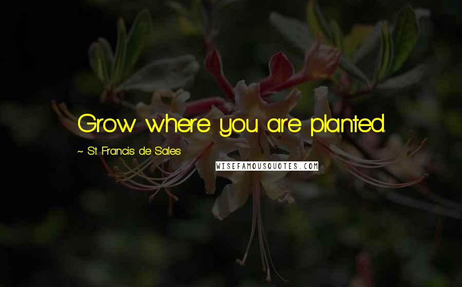 St. Francis De Sales Quotes: Grow where you are planted.