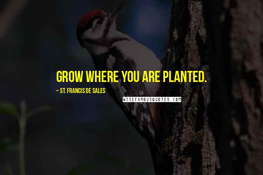 St. Francis De Sales Quotes: Grow where you are planted.