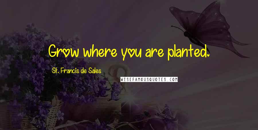 St. Francis De Sales Quotes: Grow where you are planted.