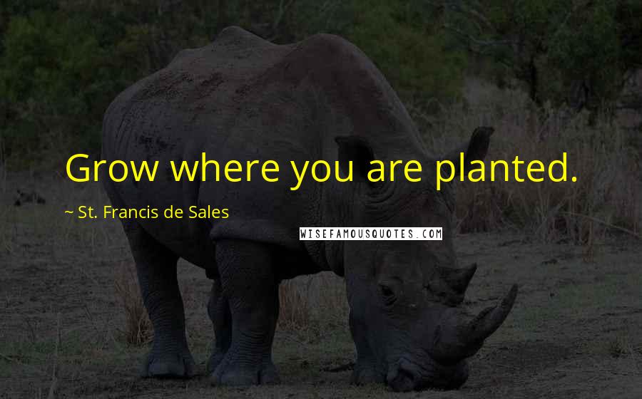 St. Francis De Sales Quotes: Grow where you are planted.