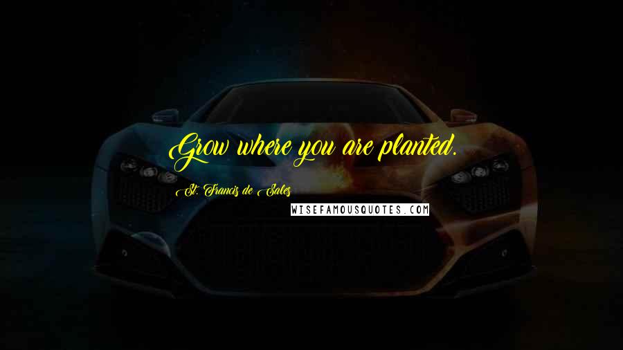 St. Francis De Sales Quotes: Grow where you are planted.