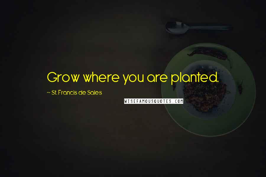 St. Francis De Sales Quotes: Grow where you are planted.