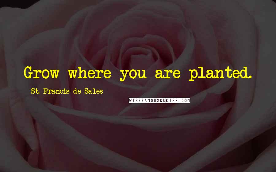 St. Francis De Sales Quotes: Grow where you are planted.