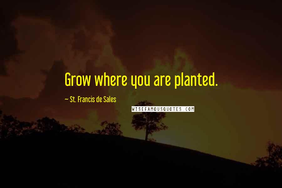 St. Francis De Sales Quotes: Grow where you are planted.