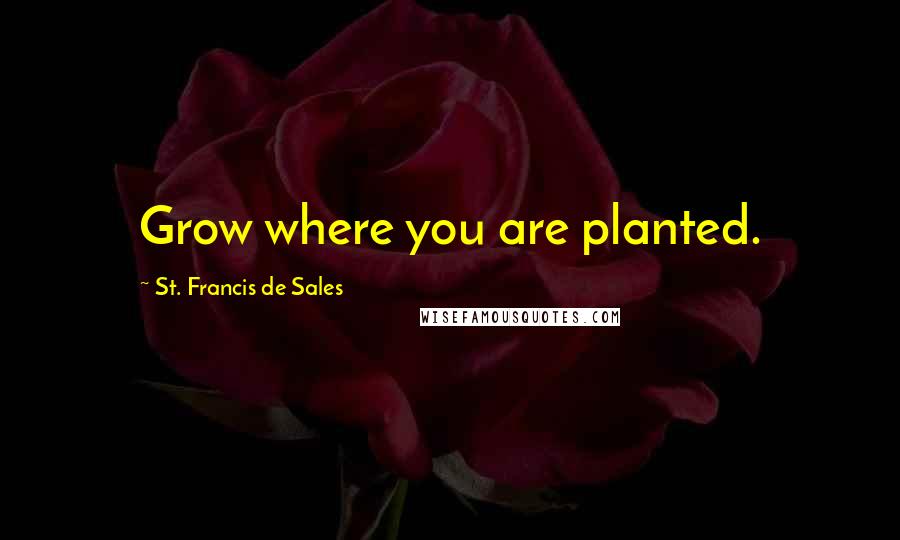 St. Francis De Sales Quotes: Grow where you are planted.