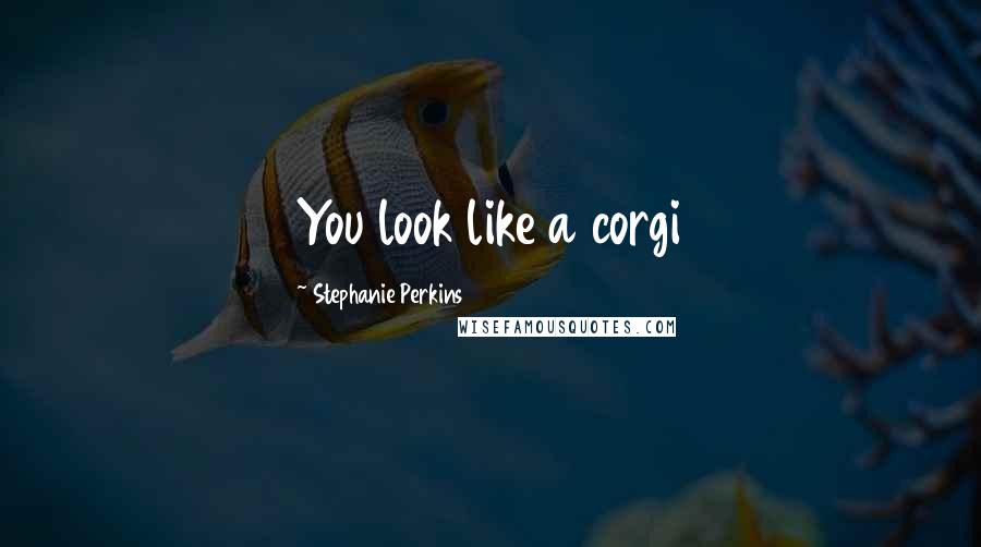 Stephanie Perkins Quotes: You look like a corgi