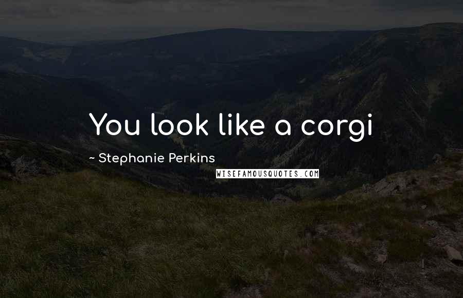 Stephanie Perkins Quotes: You look like a corgi