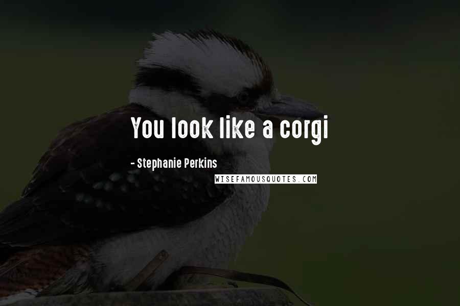 Stephanie Perkins Quotes: You look like a corgi